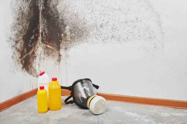 Best Black Mold Removal  in Laurie, MO