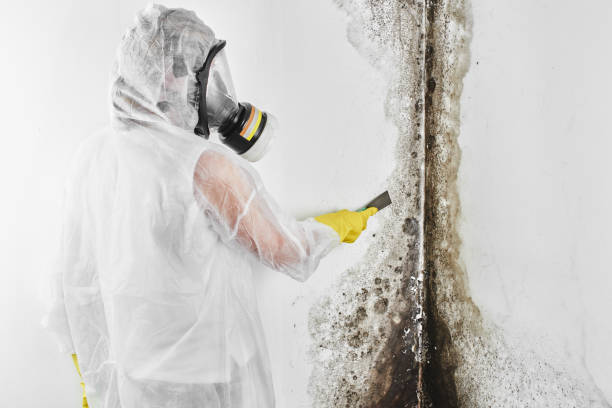 Best Home Mold Removal  in Laurie, MO