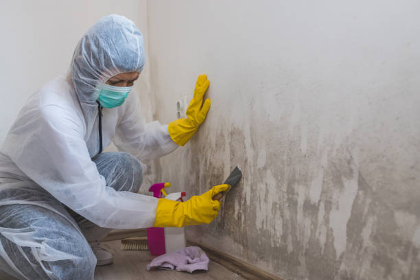 Mold Removal Process in Laurie, MO