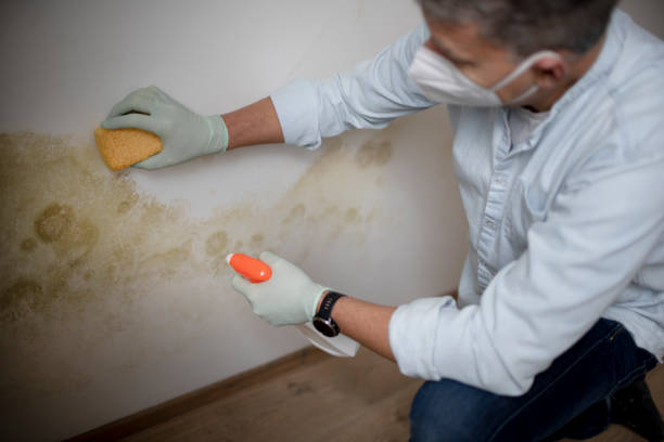 Best Water Damage Restoration  in Laurie, MO