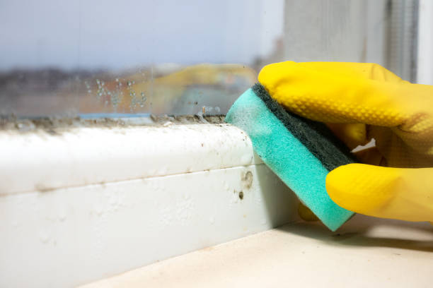 Best Local Mold Removal Service  in Laurie, MO