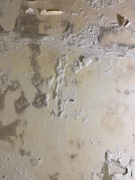 Best Mold Remediation  in Laurie, MO