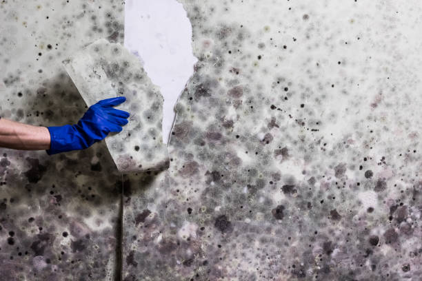 Best Best Mold Removal Companies  in Laurie, MO