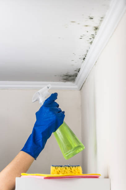 Best Mold Damage Repair  in Laurie, MO