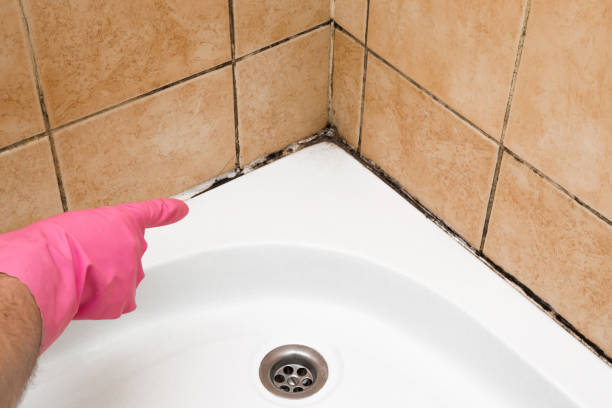 Best Fast Mold Removal  in Laurie, MO